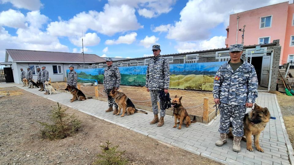 Албаны эрэлч нохойн эрэн хайх, аврах ажиллагааны чадварыг нэмэгдүүлэх сургалт явагдаж байна