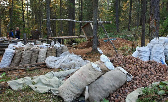 САМАР бэлтгэхдээ ойн тухай хууль зөрчсөн 21 компанид хариуцлага тооцно