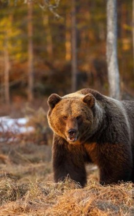 Баавгайн эрсдэлийг бууруулахад 1 тэрбум төгрөг шийдвэрлэв